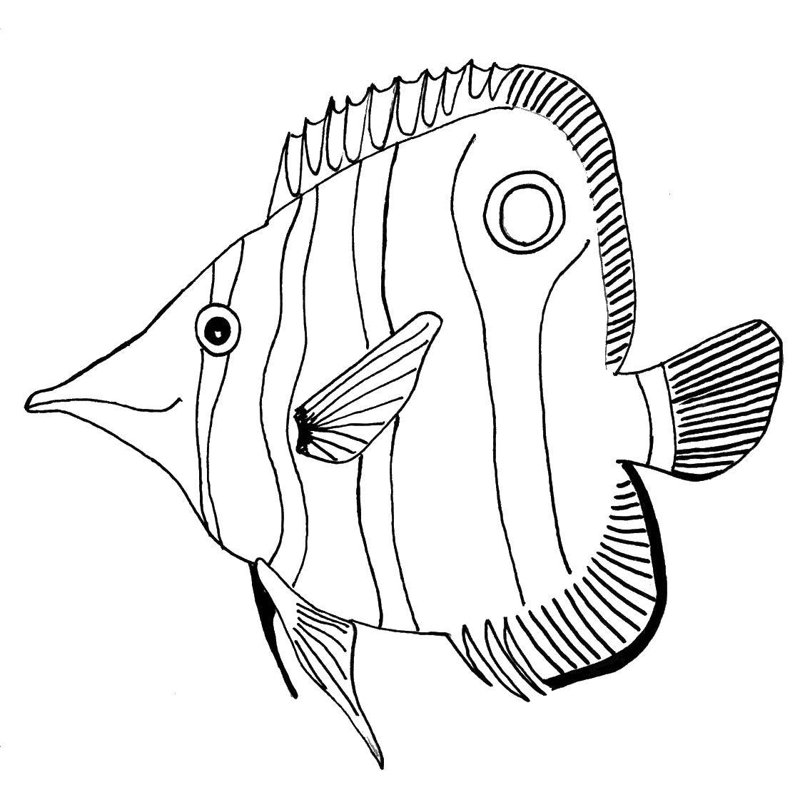 Coloring Zebra catfish. Category fish. Tags:  fish.