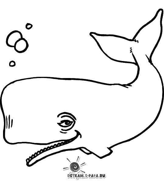 Название: Раскраска Кит. Категория: морские животные. Теги: кит.