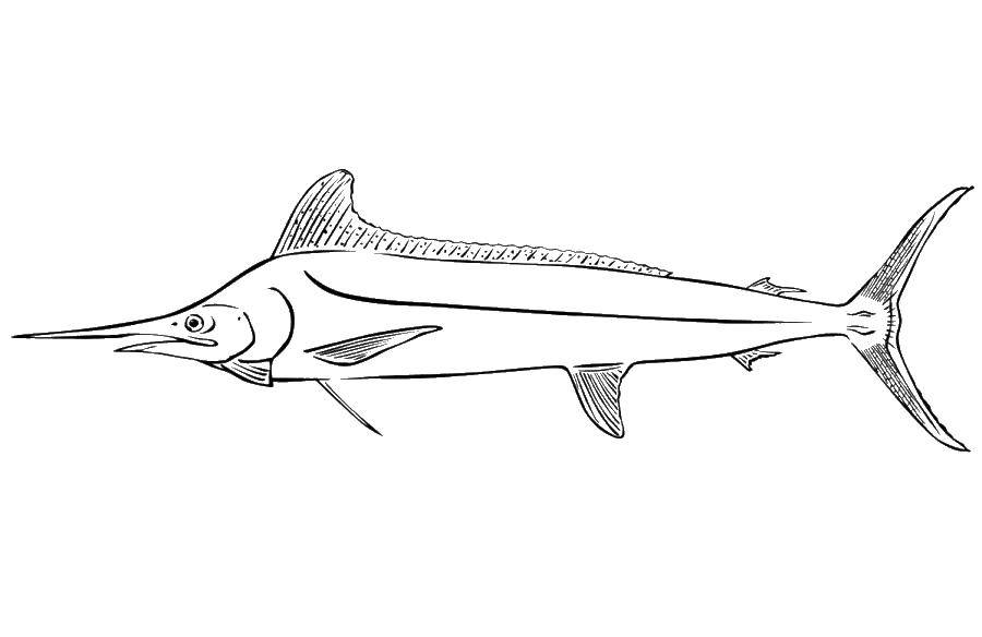 Coloring Fish sword. Category fish. Tags:  marine fish.