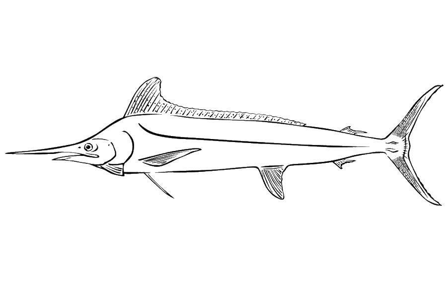 Название: Раскраска Рыба мечь. Категория: рыбы. Теги: морские рыбы.