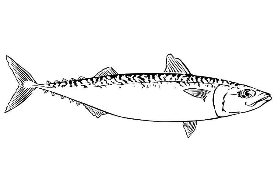 Coloring Herring. Category fish. Tags:  herring.