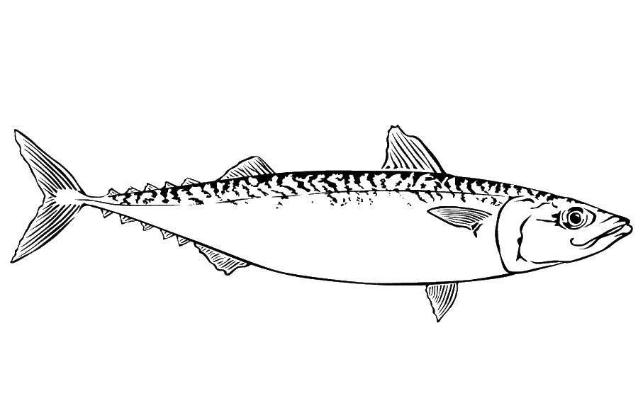 Название: Раскраска Селедка. Категория: рыбы. Теги: сельдь.