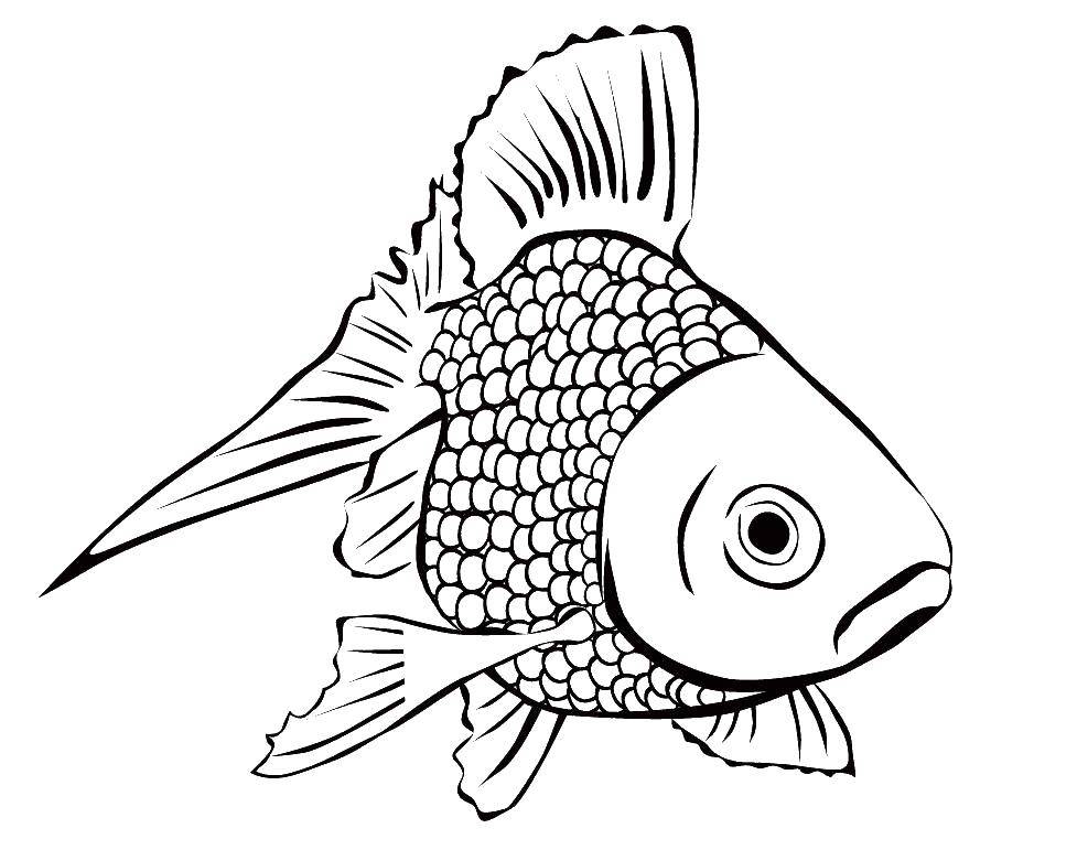 Название: Раскраска Золотая рыбка. Категория: рыбы. Теги: рыба.