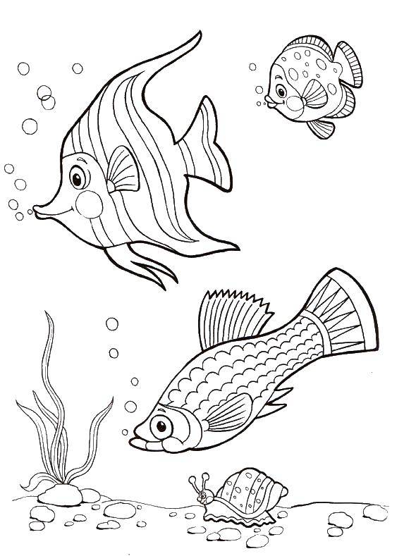 Розмальовки  Чудові рибки. Завантажити розмальовку Підводний світ, риба.  Роздрукувати ,риби,