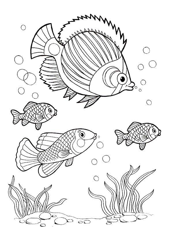 Розмальовки  Красиві рибки плавають у водоростей. Завантажити розмальовку Підводний світ, риба.  Роздрукувати ,риби,