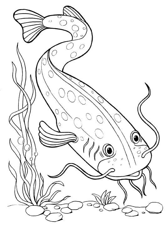 Розмальовки  Мудрий сом. Завантажити розмальовку Підводний світ, риба, сом.  Роздрукувати ,риби,