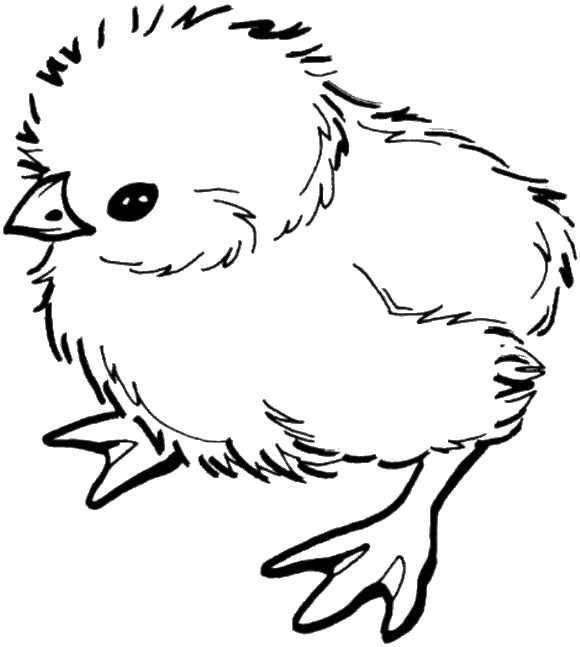 Название: Раскраска Взъерошенный цыпленок. Категория: Контуры для вырезания птиц. Теги: цыпленок.