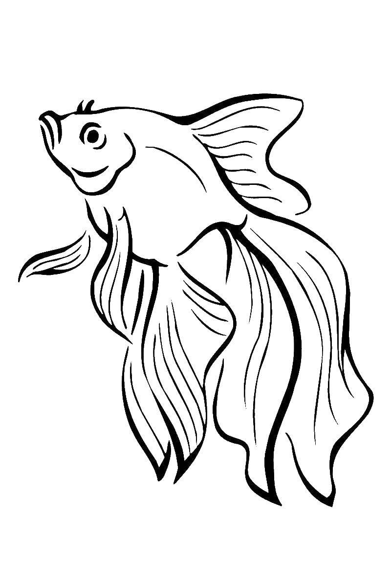 Название: Раскраска Золотая рыбка. Категория: золотая рыбка. Теги: Подводный мир, золотая рыбка.