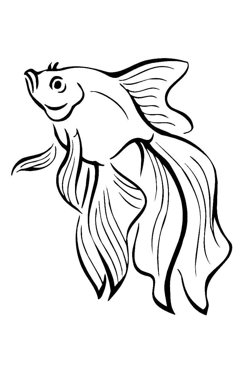Coloring Goldfish. Category gold fish . Tags:  Underwater world, Golden fish.