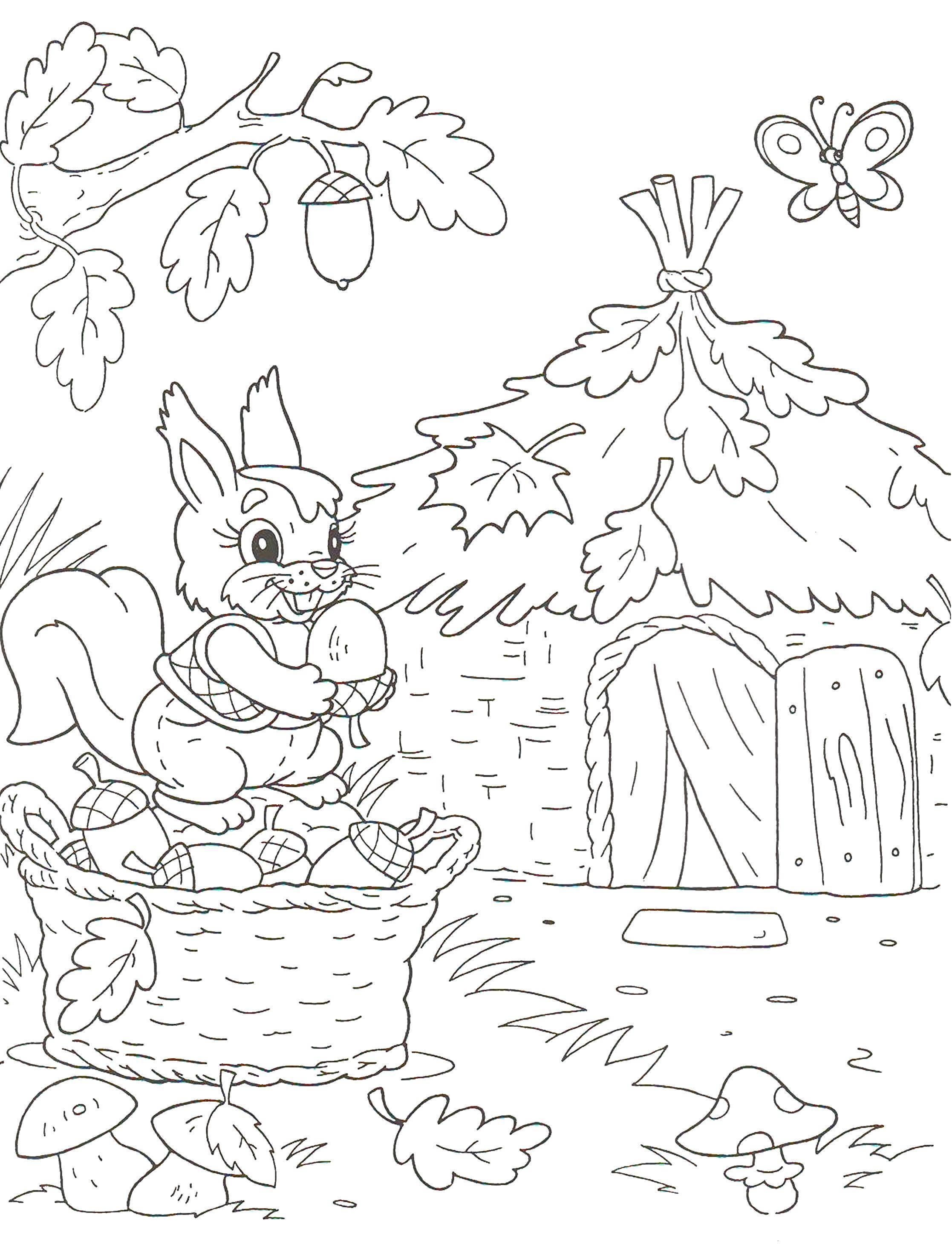 Coloring A squirrel collects nuts. Category Fairy tales. Tags:  protein, nuts.