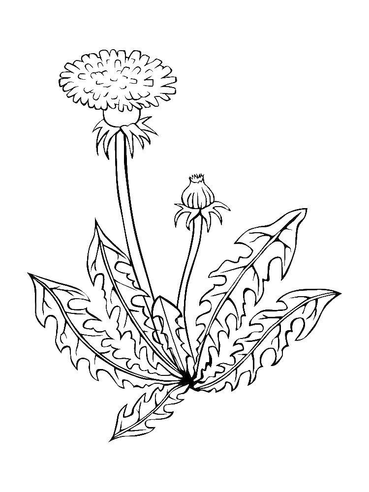 Coloring Dandelion. Category The plant. Tags:  photos.