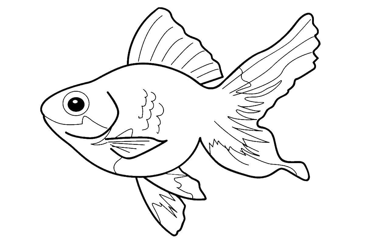 Название: Раскраска Золотая рыбка. Категория: золотая рыбка. Теги: золотая рыба, бабка, старик.