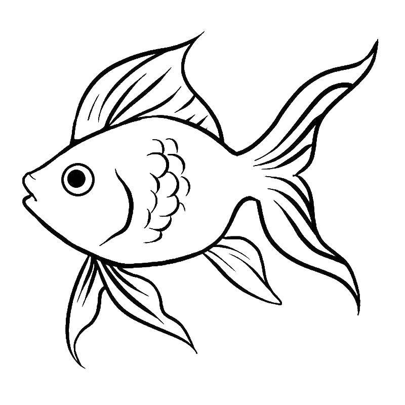 Название: Раскраска Золотая рыбка. Категория: золотая рыбка. Теги: золотая рыба, бабка, старик.