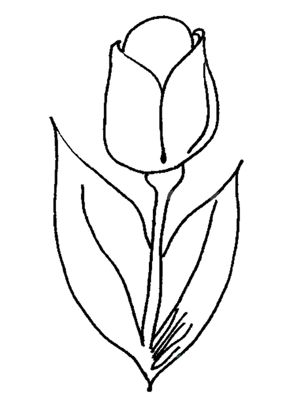 Название: Раскраска Тульпан. Категория: Растение. Теги: цветы.