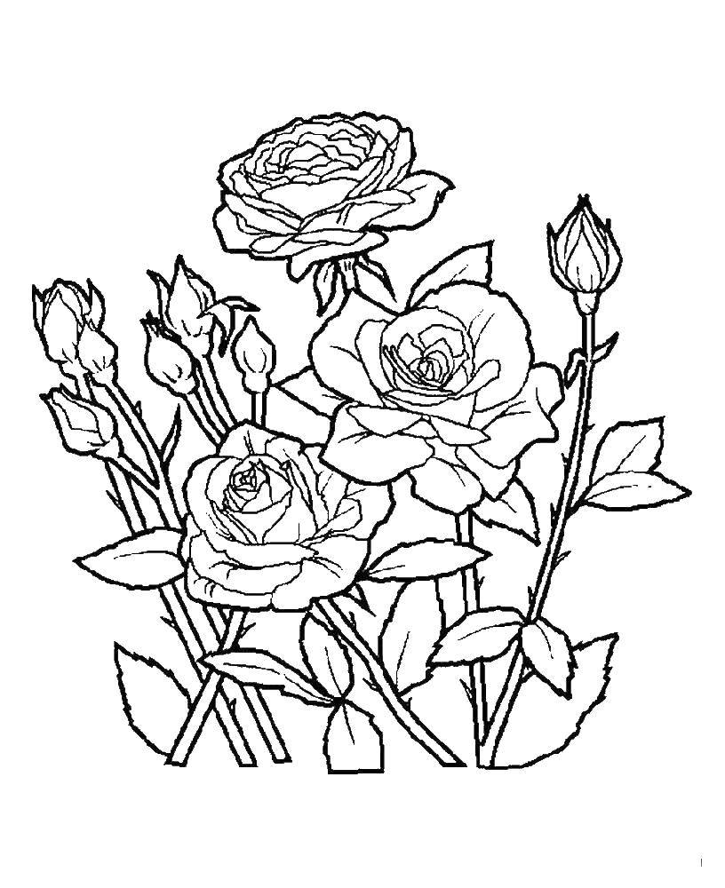 Название: Раскраска Розы. Категория: Растение. Теги: цветы.