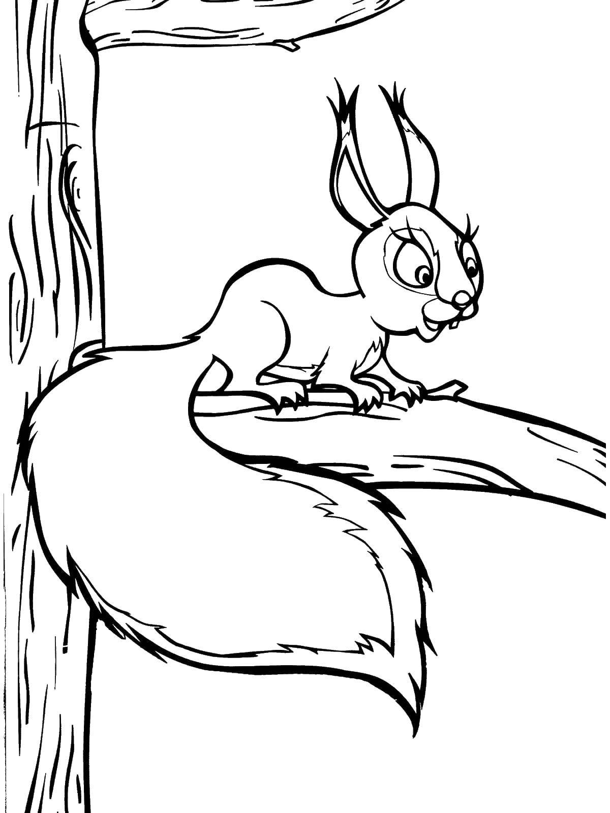 Coloring Squirrel. Category Masha and the bear. Tags:  Masha, Bear.