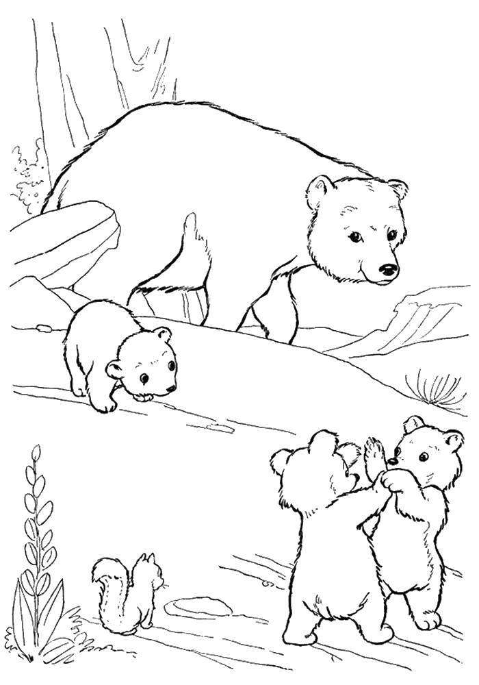 Название: Раскраска Медведи играют. Категория: Животные. Теги: медведи.