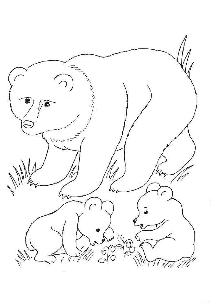 Coloring Bears in the meadow. Category Animals. Tags:  bears .