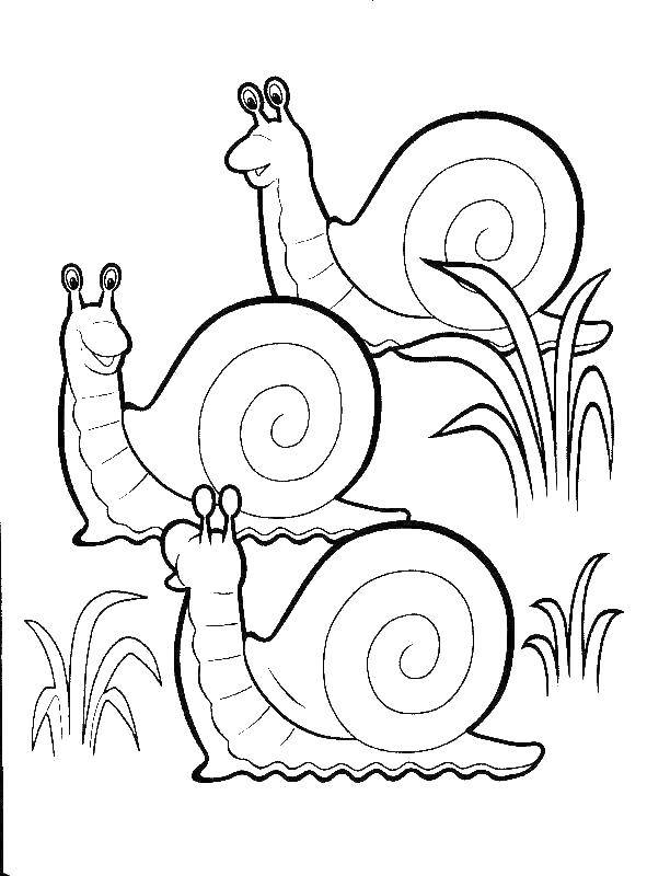 Coloring Snails. Category Coloring pages for kids. Tags:  Snail.