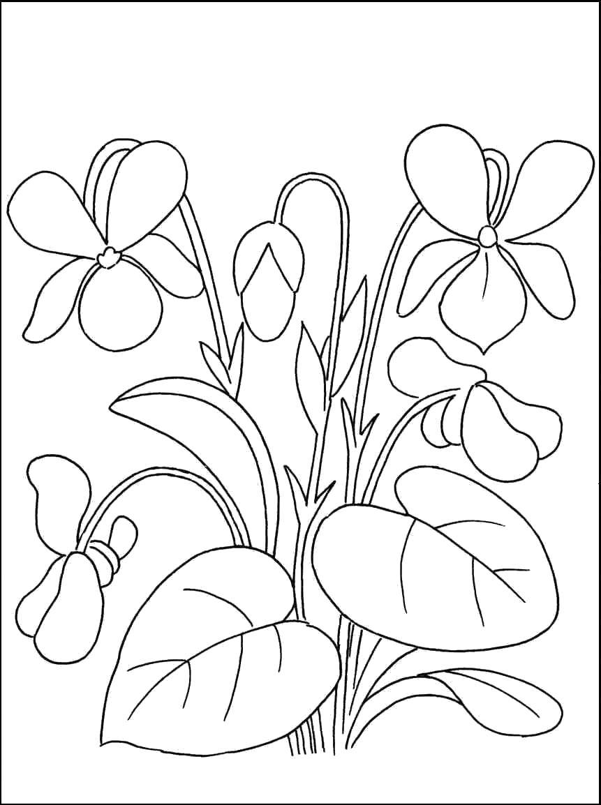 Coloring Flowers. Category spring. Tags:  Spring, flowers, warmth.
