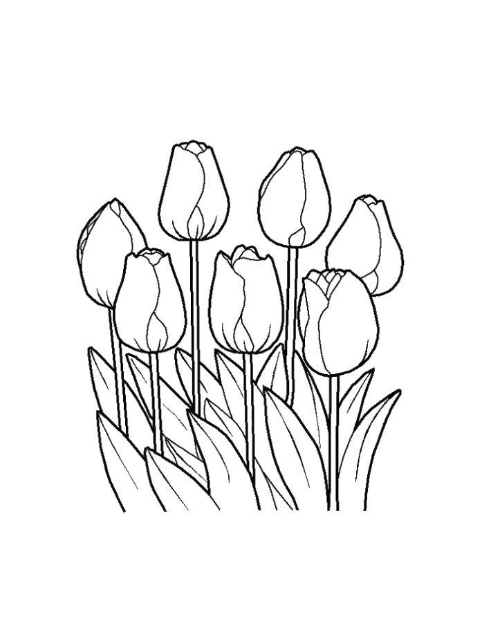 Название: Раскраска 7 тюльпанчиков. Категория: цветы. Теги: Цветы, тюльпаны.