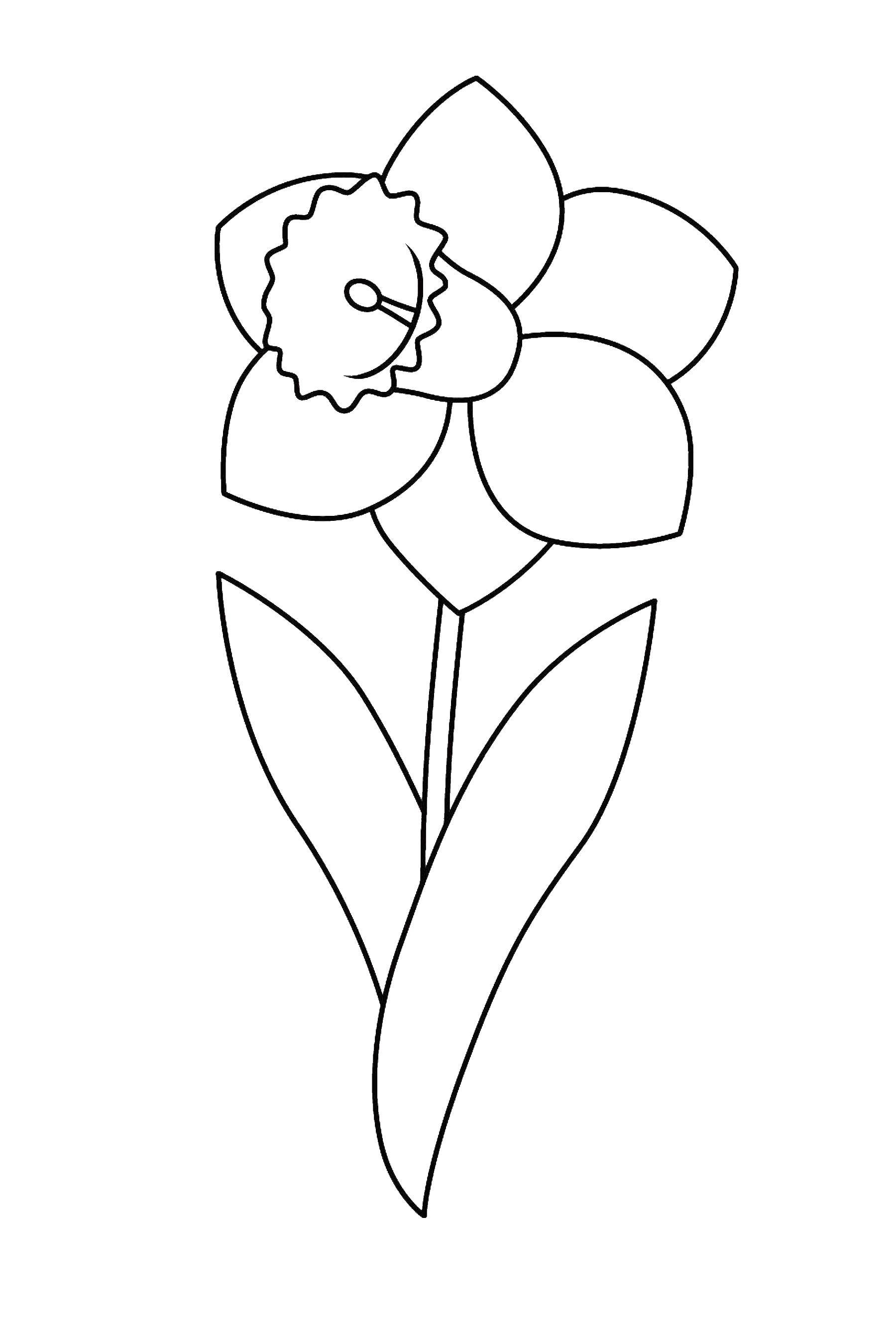 Coloring Beautiful Narcissus. Category flowers. Tags:  Flowers, Narcissus.