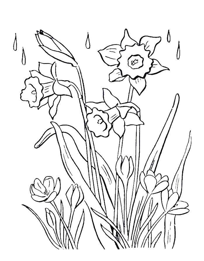 Название: Раскраска Нарциссы под дождём. Категория: цветы. Теги: Цветы, нарцисс.