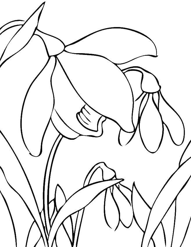 Coloring Snowdrops. Category spring. Tags:  Spring, flowers, warmth , snowdrops.