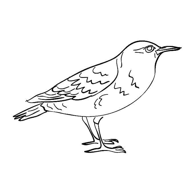 Coloring Bird. Category birds. Tags:  Birds.