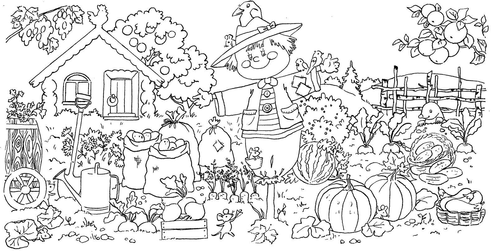 Coloring Autumn Scarecrow in the garden. Category Nature. Tags:  Nature, garden, Scarecrow, vegetables, house.