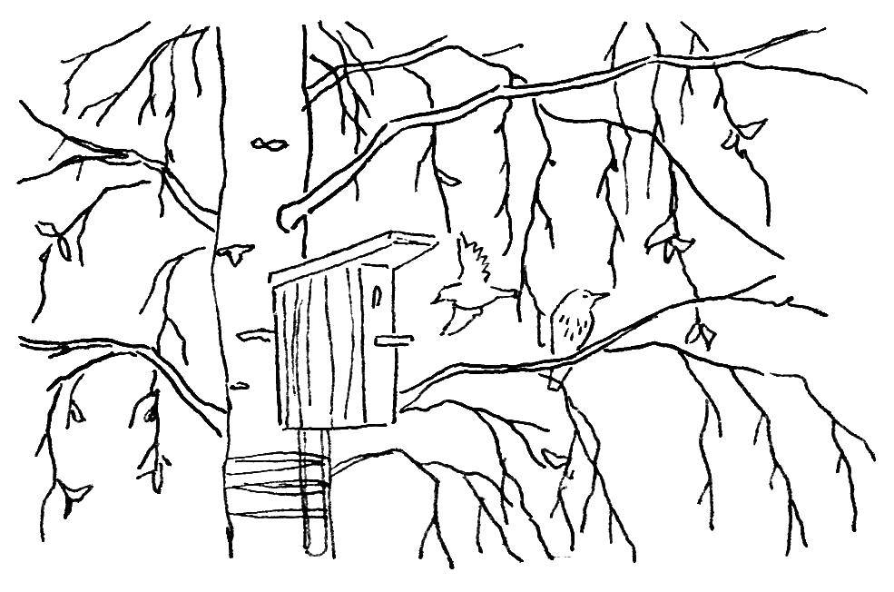 Название: Раскраска Скворечник на берёзке. Категория: лес. Теги: Лес, березы, дерево, скворечник, птицы.