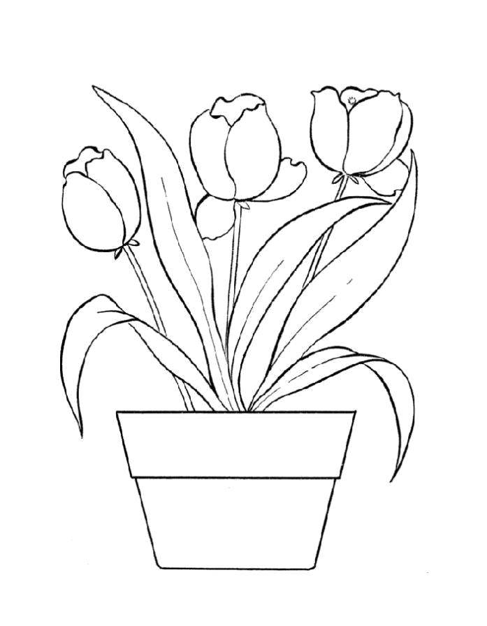 Coloring Tulips in a pot. Category flowers. Tags:  Flowers, tulips, pot.
