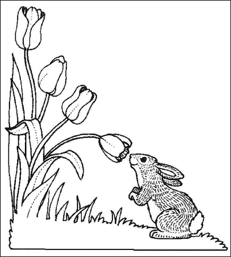 Coloring Bunny and tulips. Category spring. Tags:  Spring, tulips, Bunny.