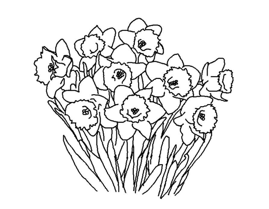 Coloring A bouquet of daffodils. Category flowers. Tags:  Flowers, bouquet, daffodils.