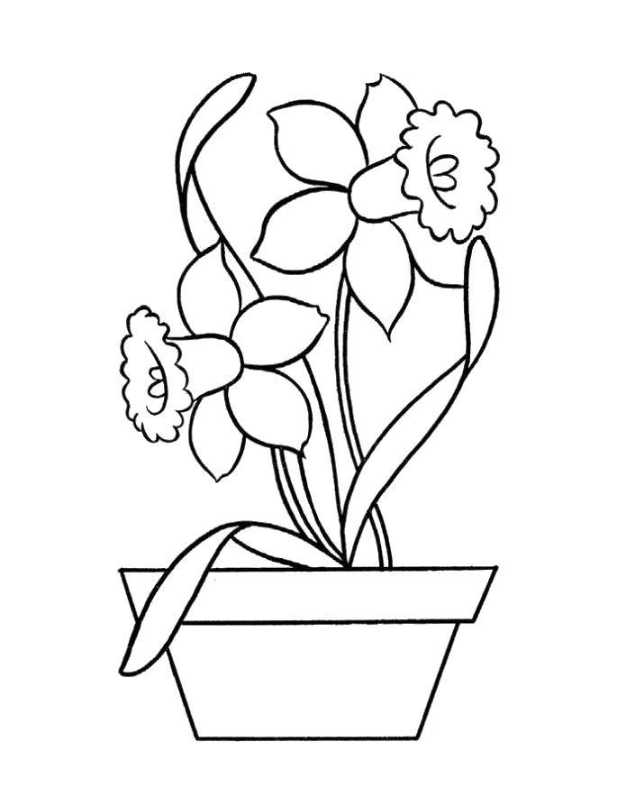Coloring Daffodils in a pot. Category flowers. Tags:  Flowers, flower pots.