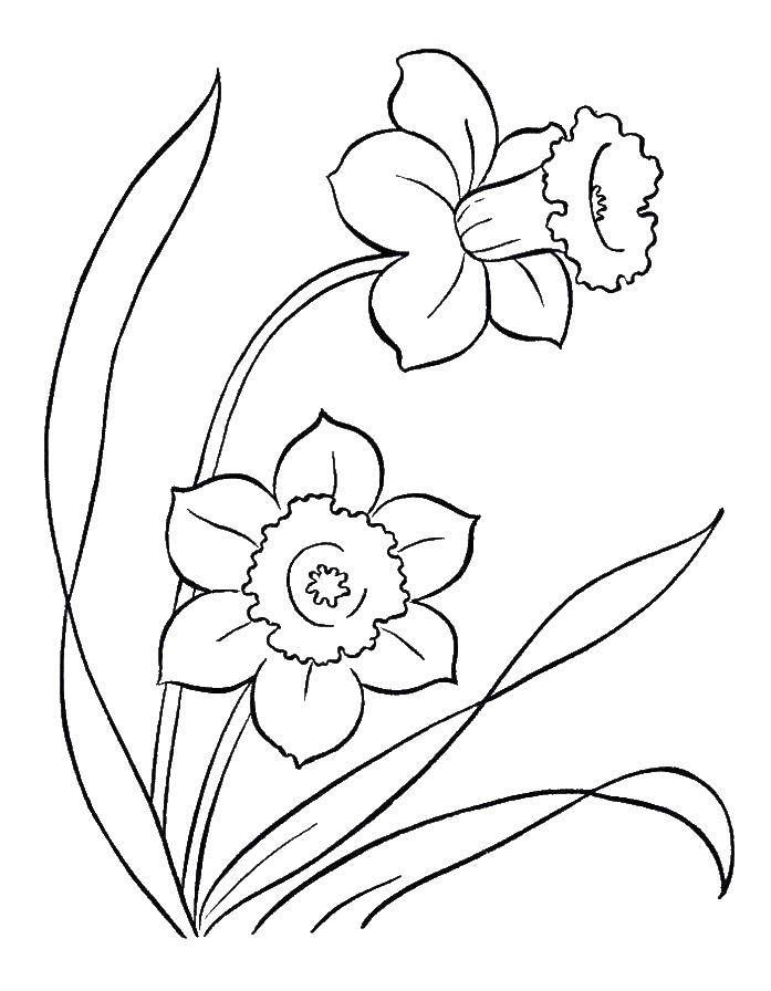 Coloring Daffodils. Category flowers. Tags:  Flowers, Narcissus.