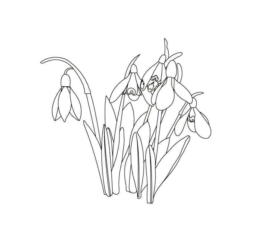 Coloring Snowdrops. Category flowers. Tags:  Flowers, snowdrops.