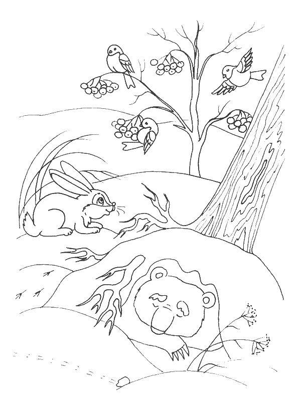 Coloring The bear is sleeping. Category winter. Tags:  Bear.