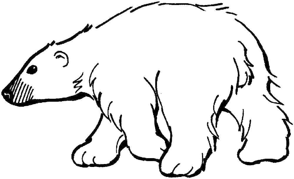 Название: Раскраска Белый медведь. Категория: дикие животные. Теги: Животные, белый медведь.