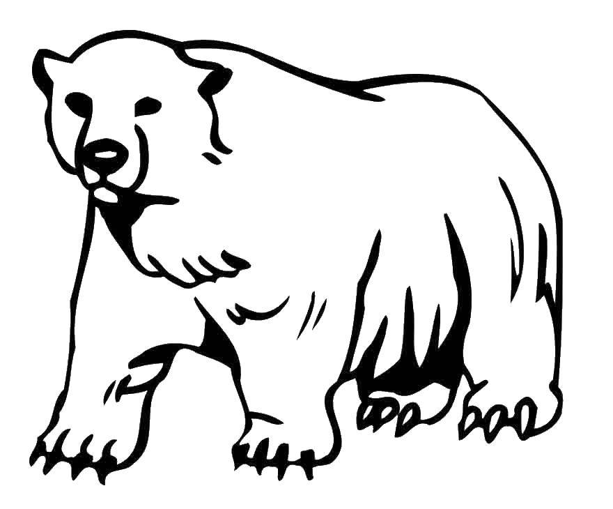 Название: Раскраска Белый медведь. Категория: Животные. Теги: Животные, белый медведь.