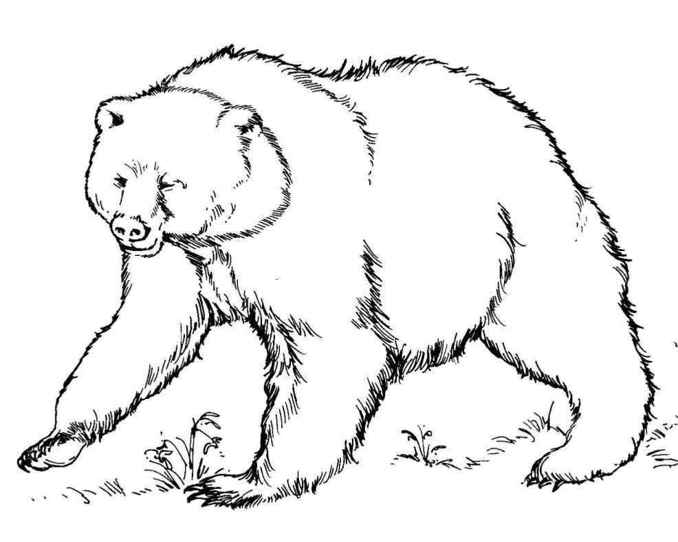 Название: Раскраска Лесной медведь. Категория: дикие животные. Теги: Животные, мишка.