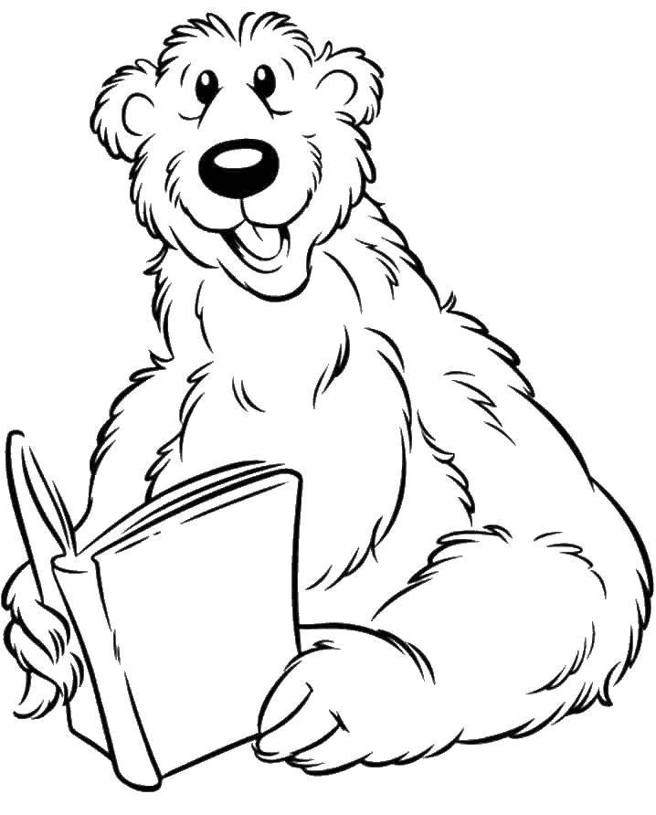 Название: Раскраска Медведь читает книгу. Категория: Животные. Теги: Животные, медведь.