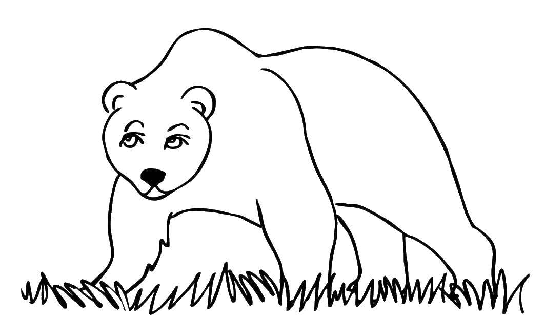 Название: Раскраска Медведица. Категория: дикие животные. Теги: Животные, медведь.