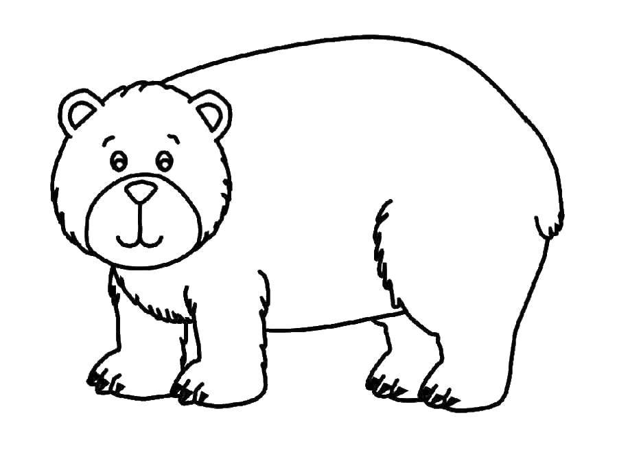 Coloring Cute bear. Category Animals. Tags:  Animals, bear.