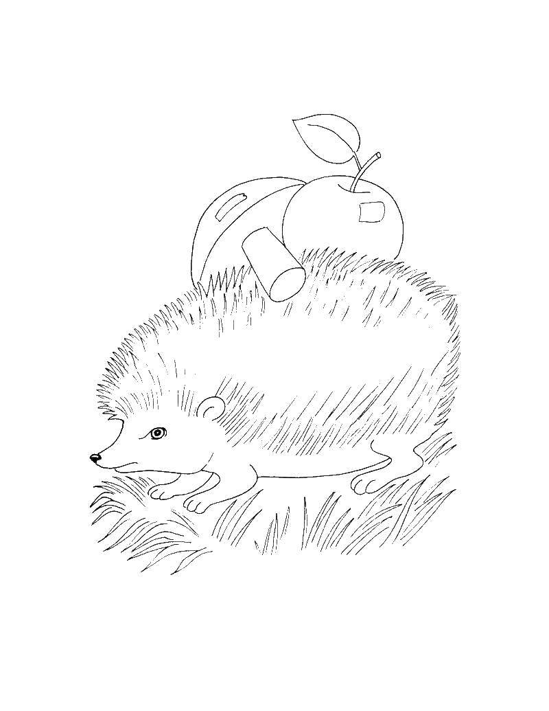 Coloring The hedgehog bears a mushroom and an Apple. Category Animals. Tags:  animals, hedgehog.