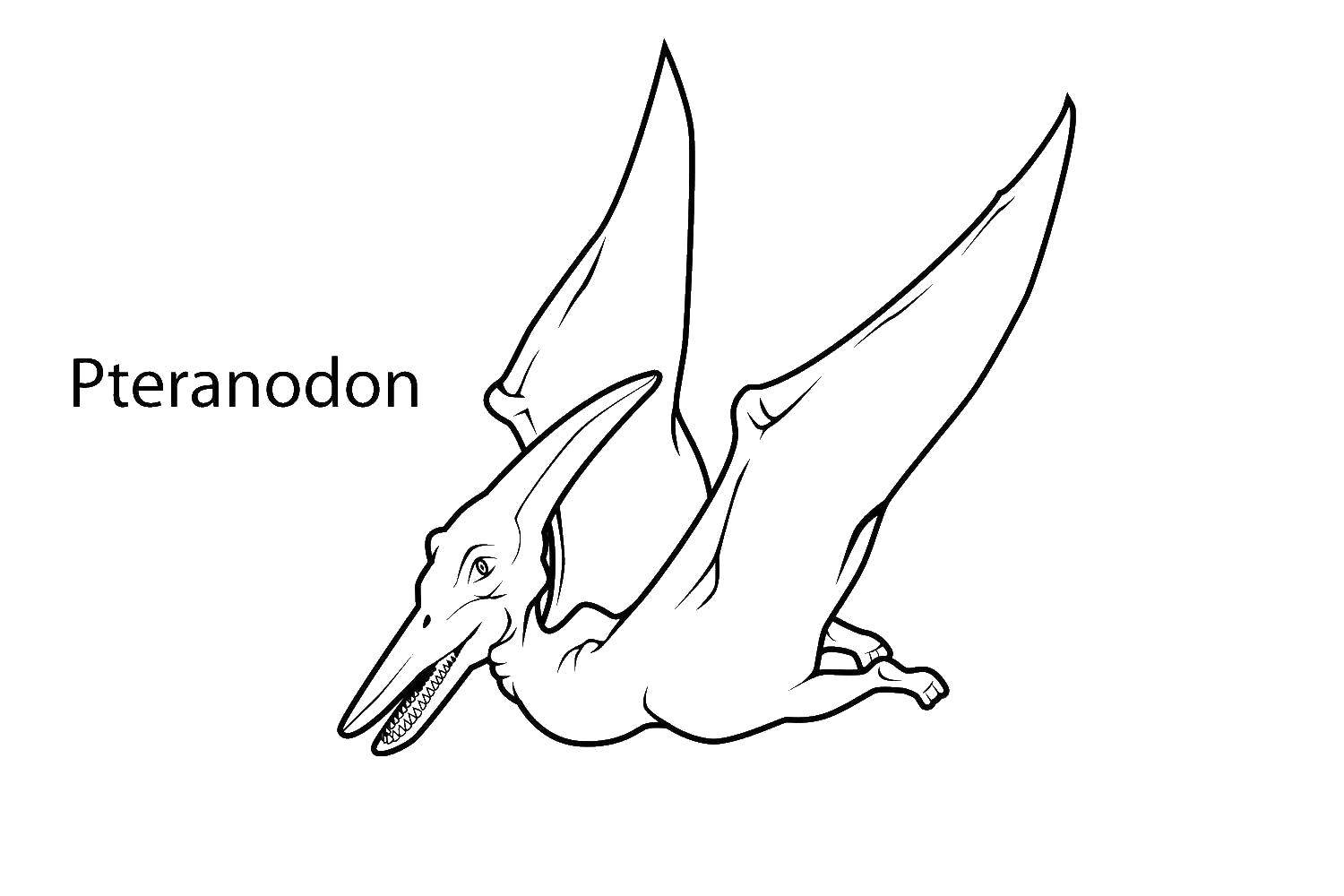 Coloring Pteranodon. Category dinosaur. Tags:  Dinosaurs , Pteranodon.