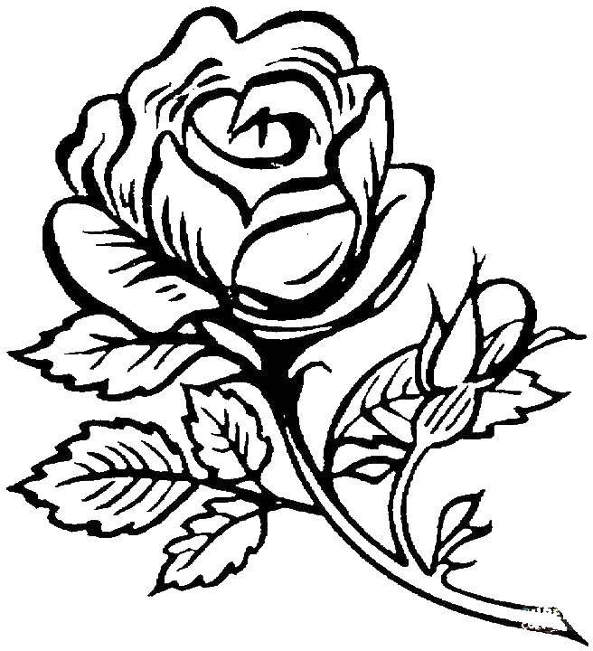 Название: Раскраска Роза с шипами. Категория: цветы. Теги: Цветы, розы.