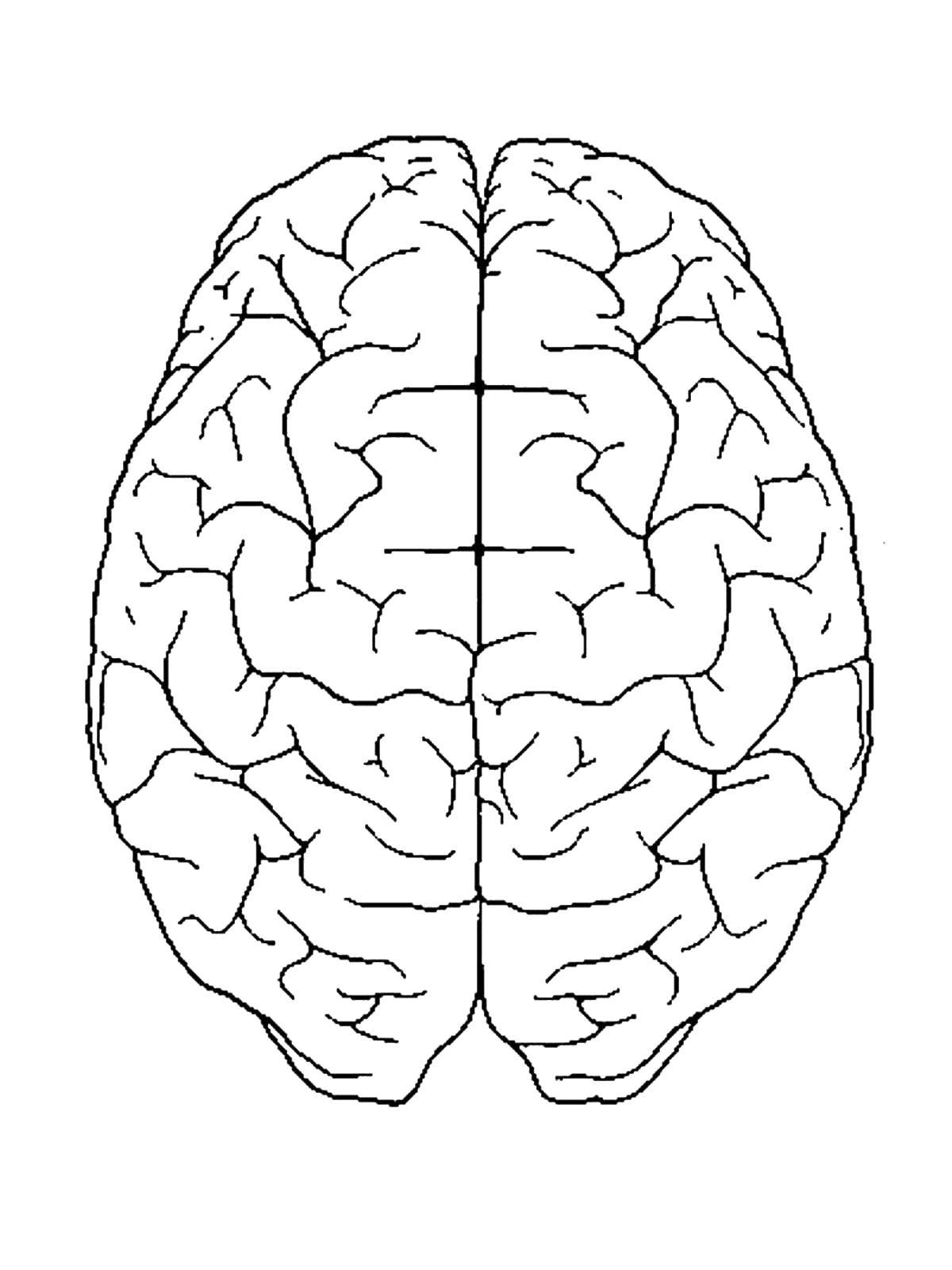 Малые полушария. Мозг раскраска. Мозг человека раскраска. Головной мозг раскраска.
