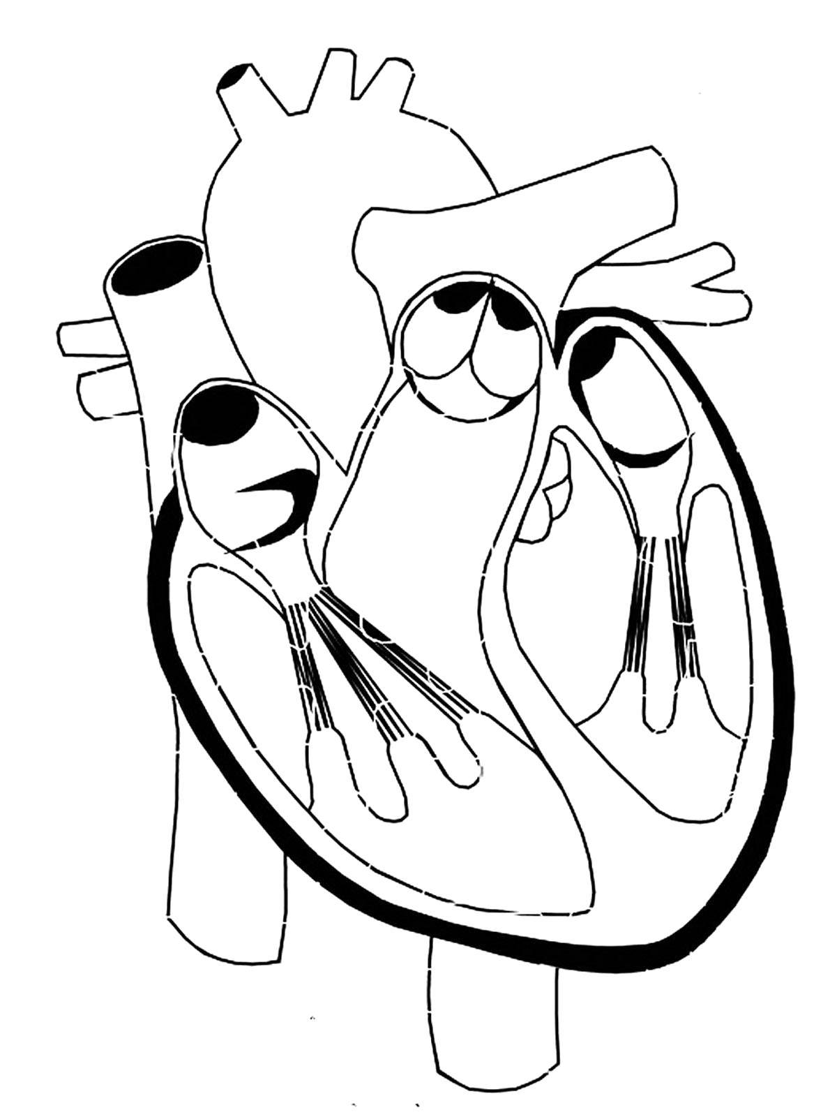Coloring Heart. Category The structure of the body. Tags:  Body, heart.