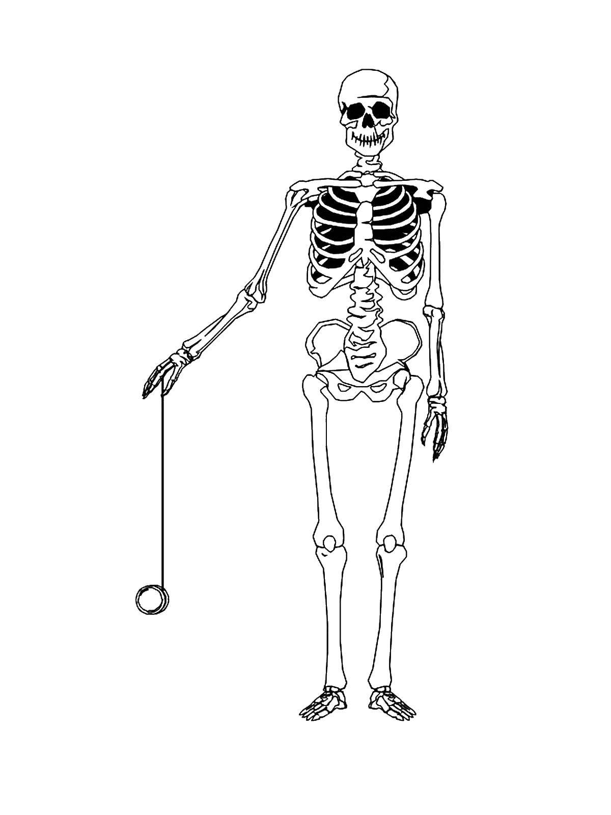 Название: Раскраска Скелетик с йо-йо. Категория: Хэллоуин. Теги: Хэллоуин, скелетик.